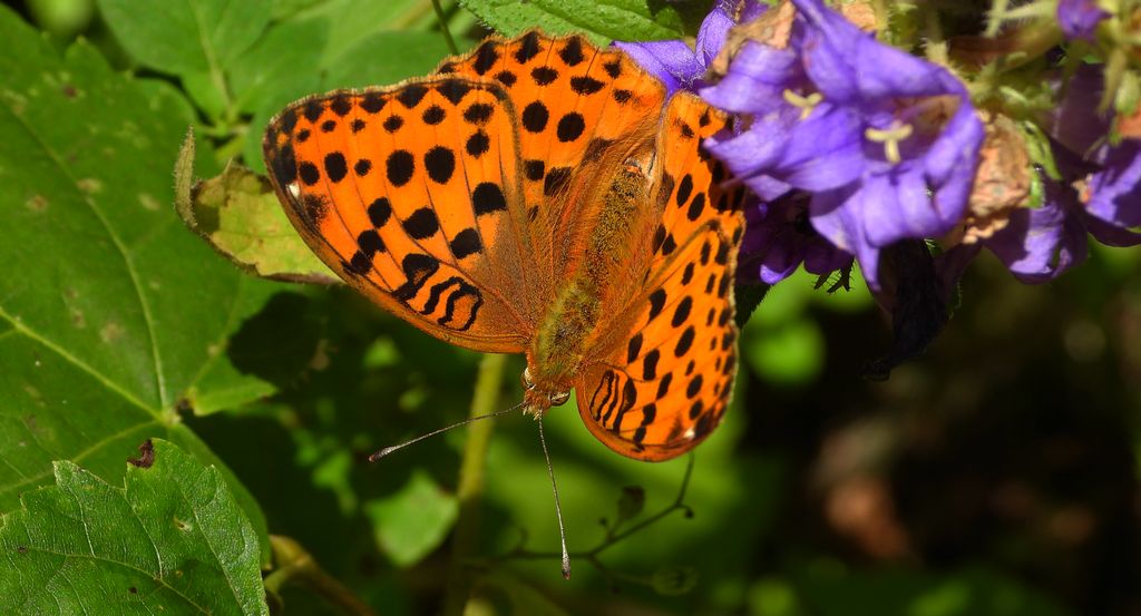 Dostojka laodyce (Argynnis laodice)