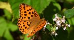Dostojka laodyce (Argynnis laodice)