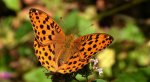 Dostojka laodyce (Argynnis laodice)