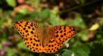 Dostojka laodyce (Argynnis laodice)