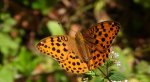 Dostojka laodyce (Argynnis laodice)