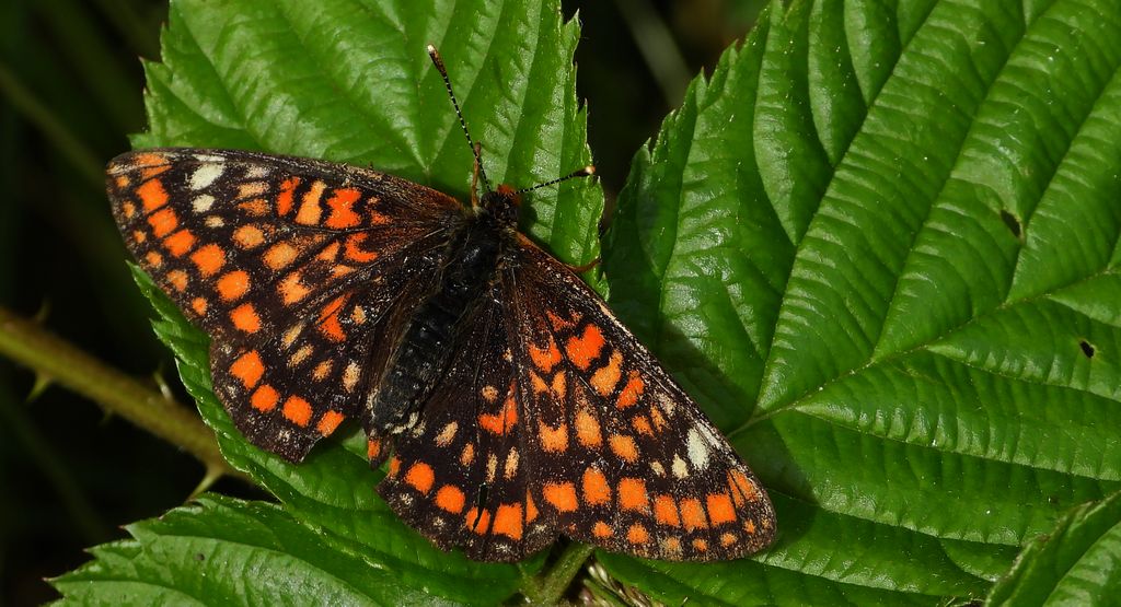 Przeplatka maturna (Euphydryas maturna)
