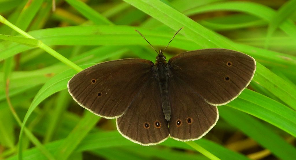 Przestrojnik trawnik (Aphantopus hyperantus)