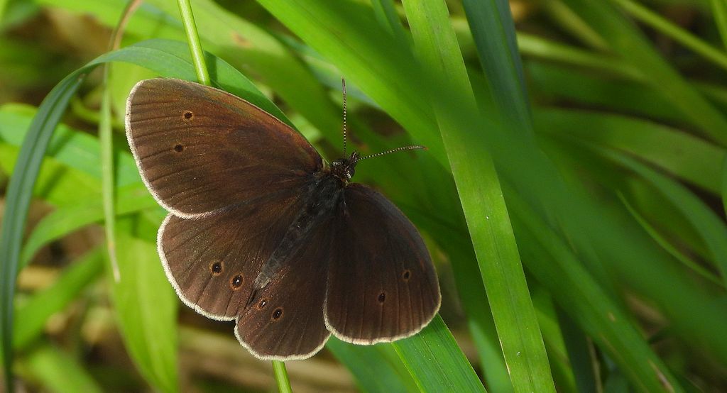 Przestrojnik trawnik (Aphantopus hyperantus)