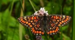 Przeplatka maturna (Euphydryas maturna)