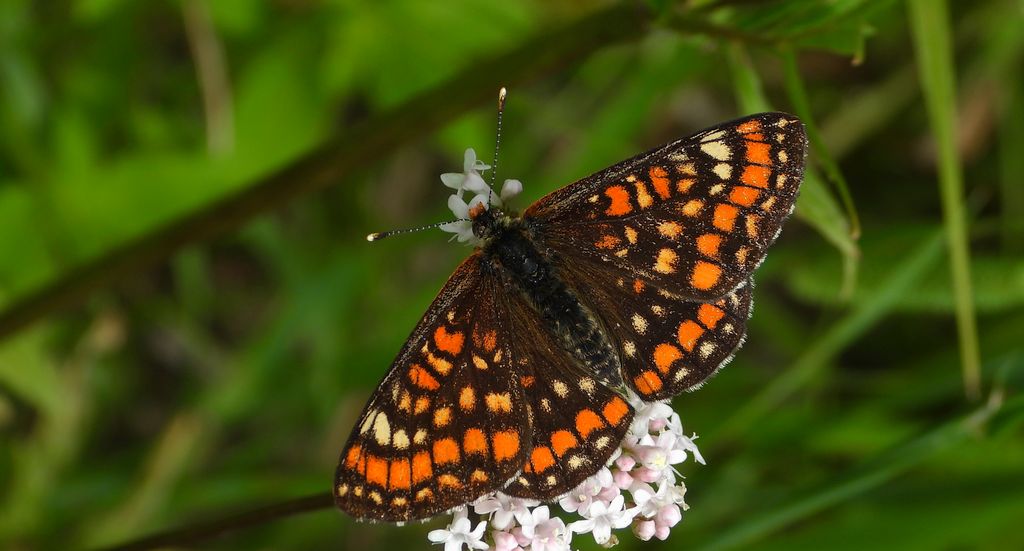 Przeplatka maturna (Euphydryas maturna)