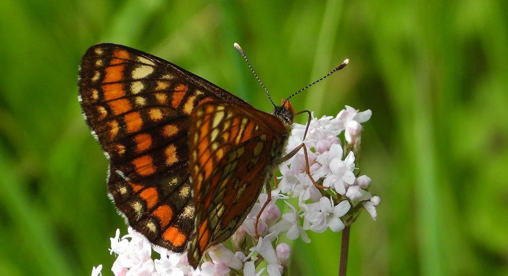 Przeplatka maturna (Euphydryas maturna)