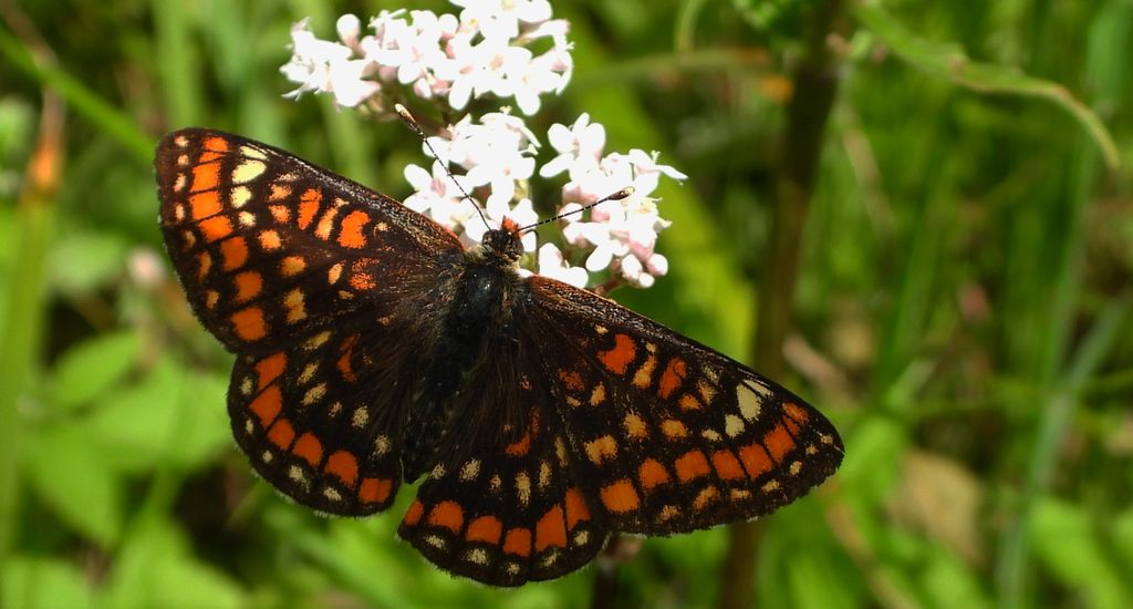 Przeplatka maturna (Euphydryas maturna)