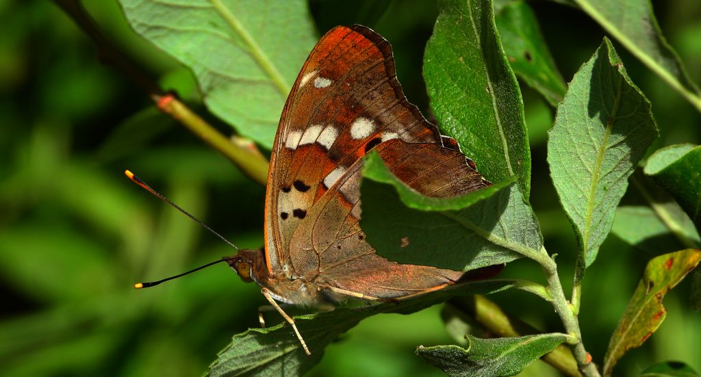 Mieniak strużnik (Apatura ilia)