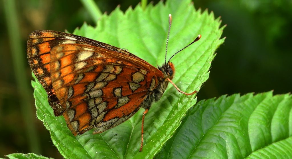 Przeplatka maturna (Euphydryas maturna)
