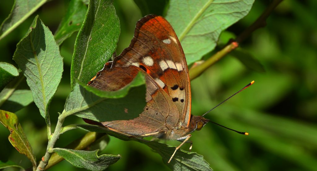 Mieniak strużnik (Apatura ilia)