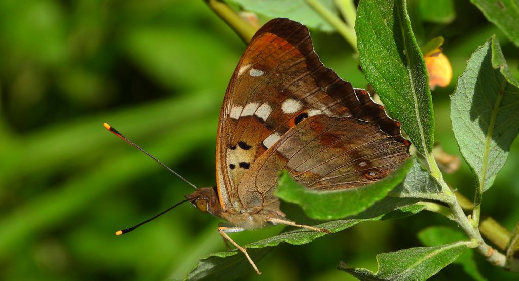 Mieniak strużnik (Apatura ilia)