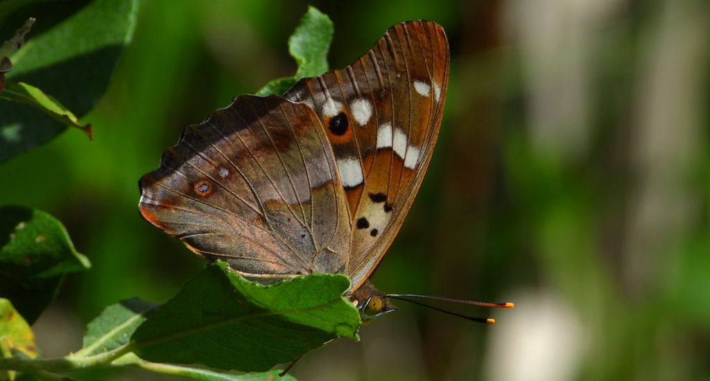 Mieniak strużnik (Apatura ilia)