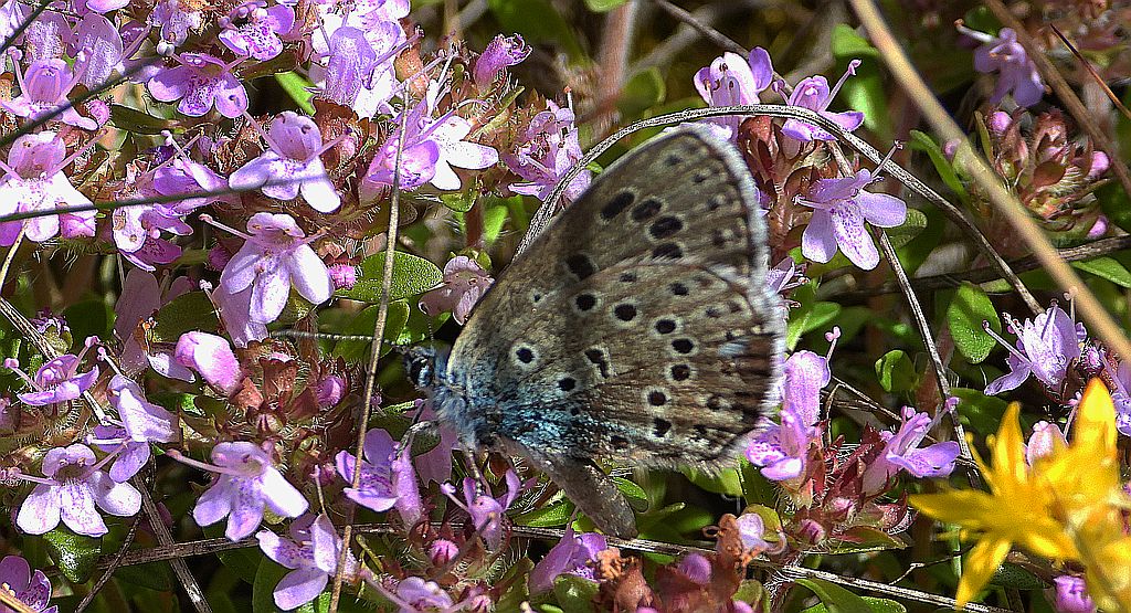 Modraszek arion (Phengaris arion)