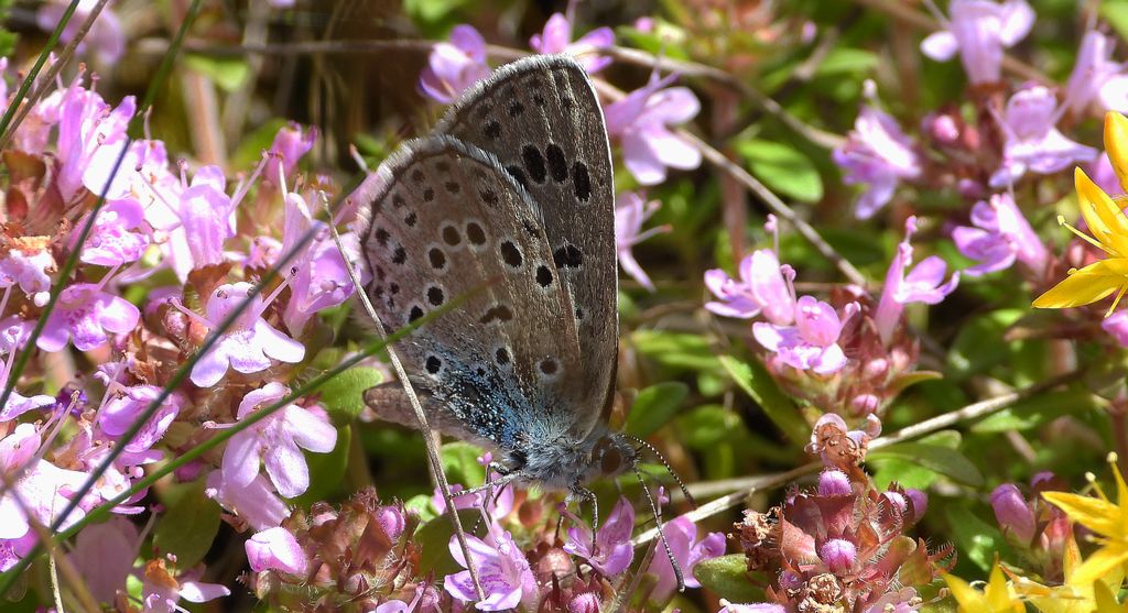 Modraszek arion (Phengaris arion)