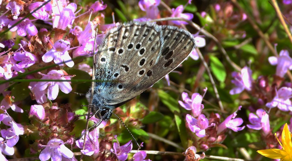 Modraszek arion (Phengaris arion)