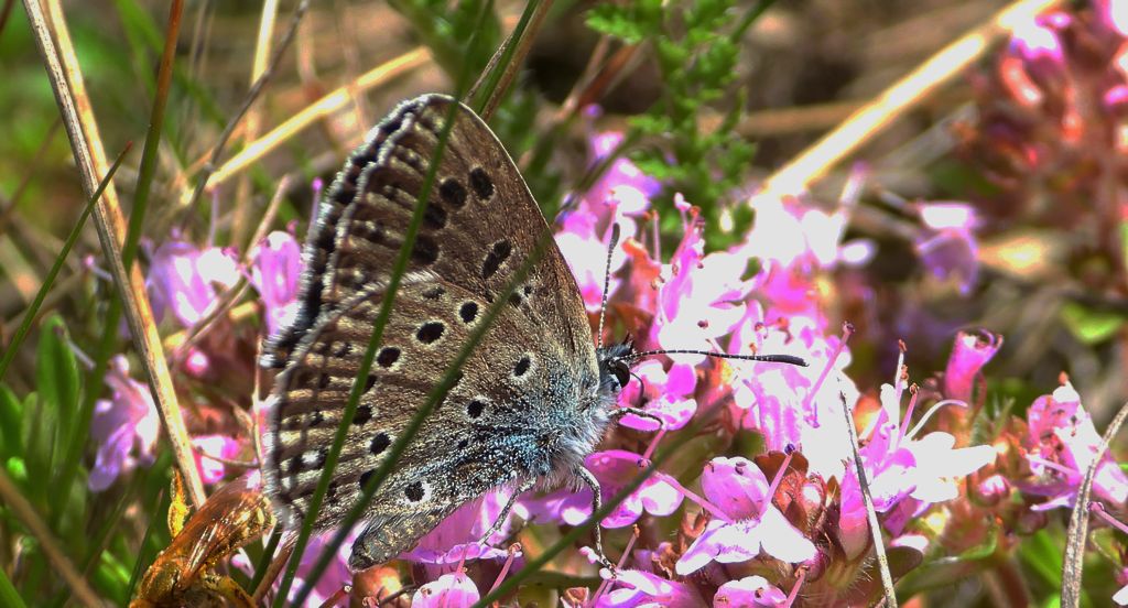 Modraszek arion (Phengaris arion)