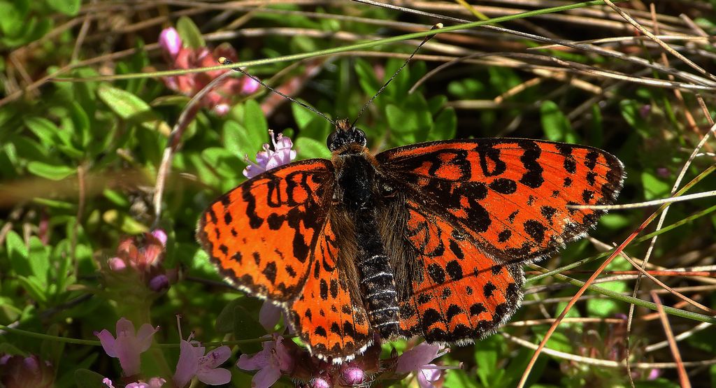 Przeplatka didyma (Melitaea didyma)
