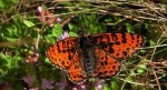 Przeplatka didyma (Melitaea didyma)