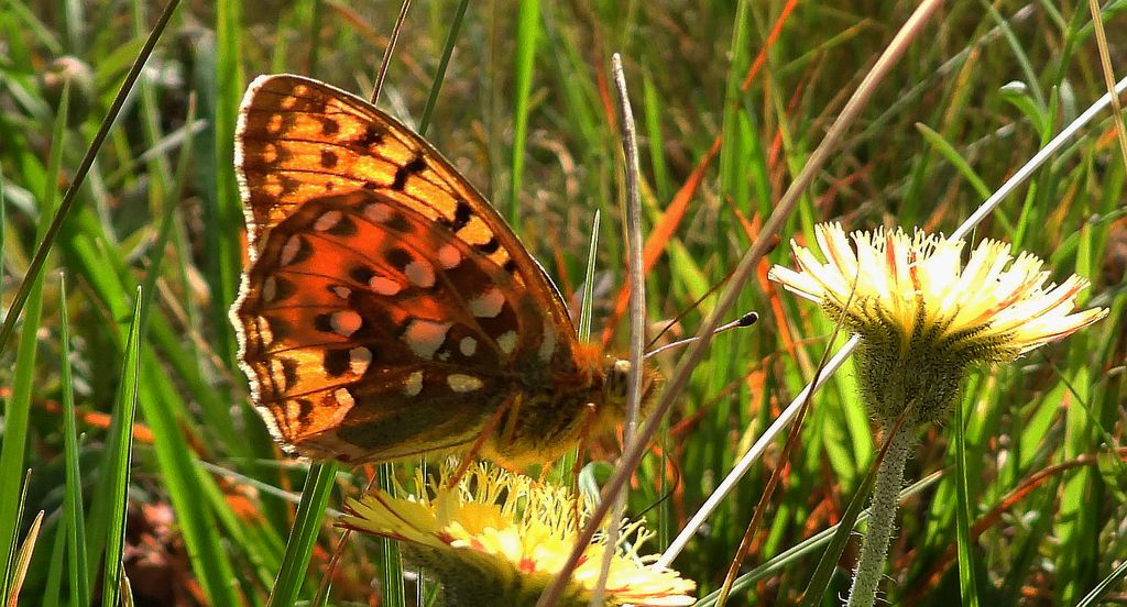 Dostojka aglaja, perłowiec aglaja, perłowiec większy (Argynnis aglaja)