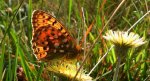 Dostojka aglaja, perłowiec aglaja, perłowiec większy (Argynnis aglaja)