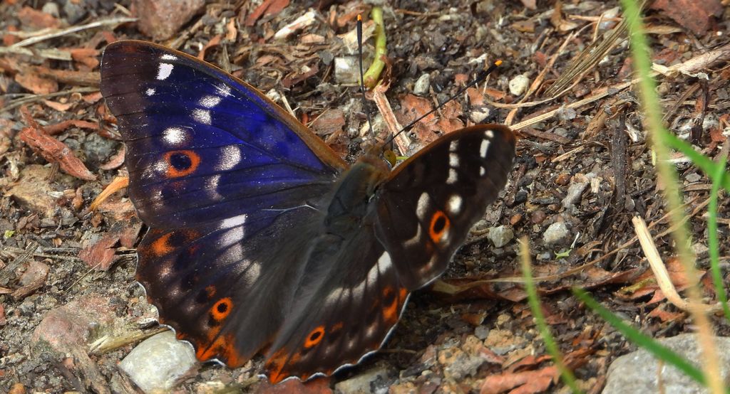 Mieniak strużnik (Apatura ilia)
