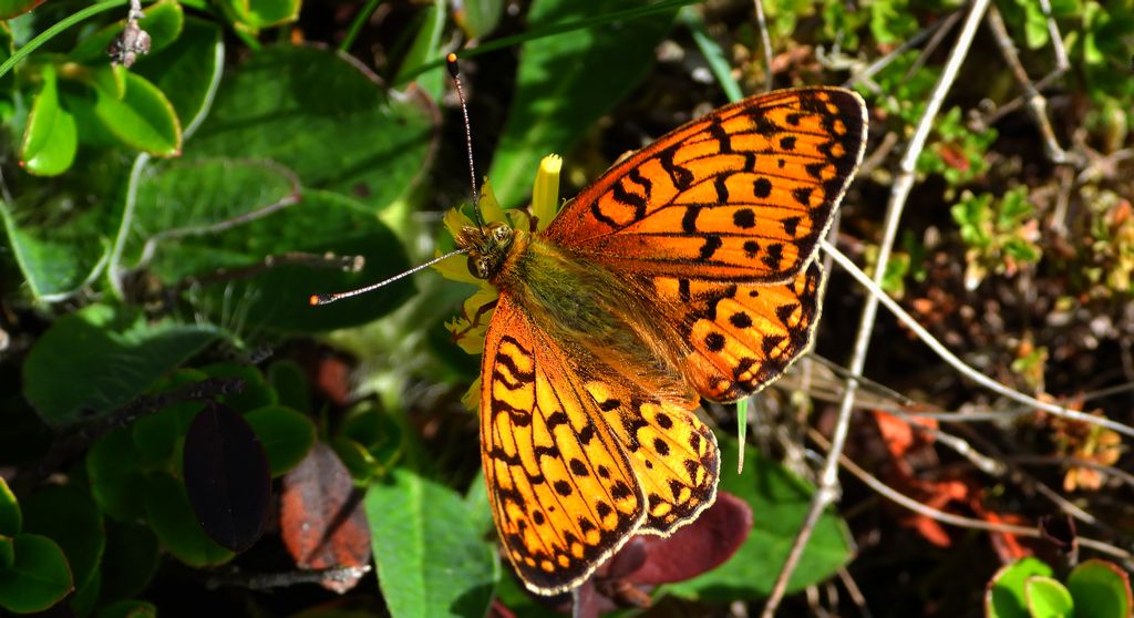 Dostojka aglaja, perłowiec aglaja, perłowiec większy (Argynnis aglaja)