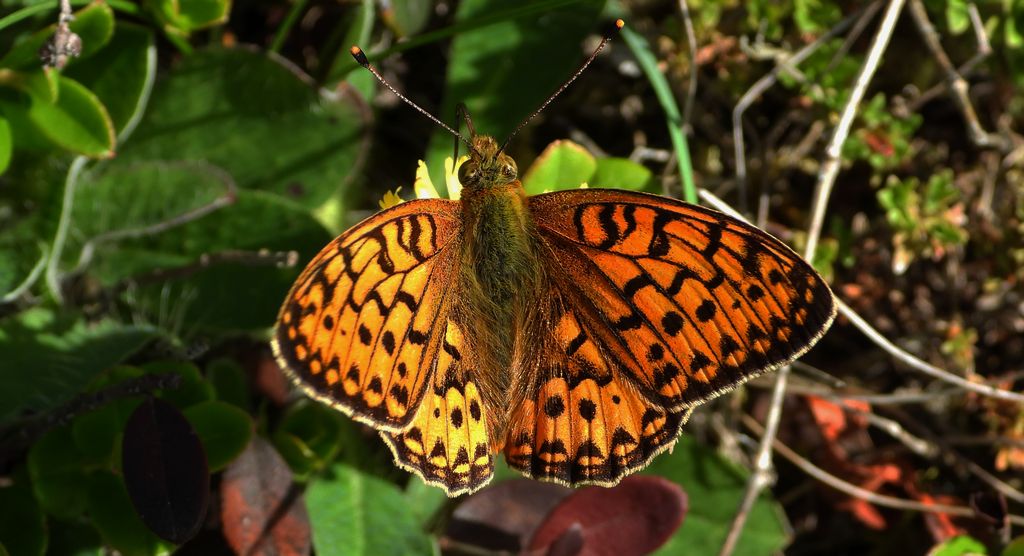 Dostojka aglaja, perłowiec aglaja, perłowiec większy (Argynnis aglaja)