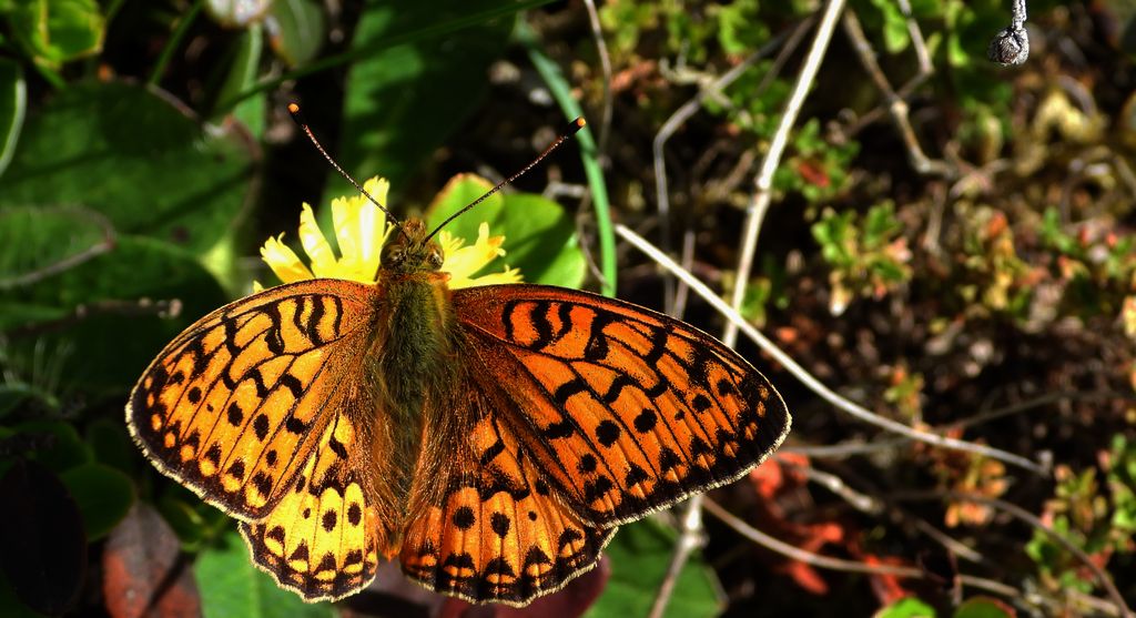 Dostojka aglaja, perłowiec aglaja, perłowiec większy (Argynnis aglaja)