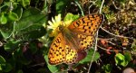 Dostojka aglaja, perłowiec aglaja, perłowiec większy (Argynnis aglaja)