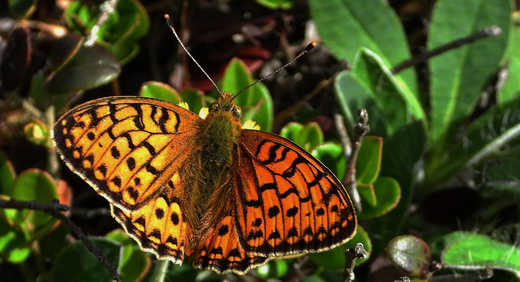Dostojka aglaja, perłowiec aglaja, perłowiec większy (Argynnis aglaja)