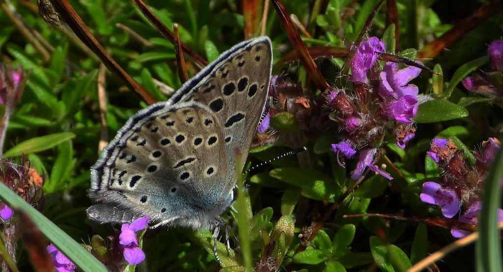 Modraszek arion (Phengaris arion)