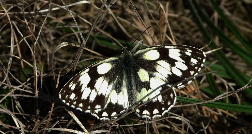 Polowiec szachownica, szachownica galatea (Melanargia galathea syn. Agapetes galathea)