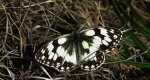 Polowiec szachownica, szachownica galatea (Melanargia galathea syn. Agapetes galathea)