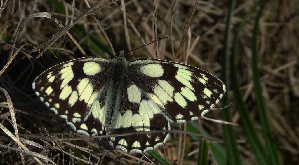 Polowiec szachownica, szachownica galatea (Melanargia galathea syn. Agapetes galathea)