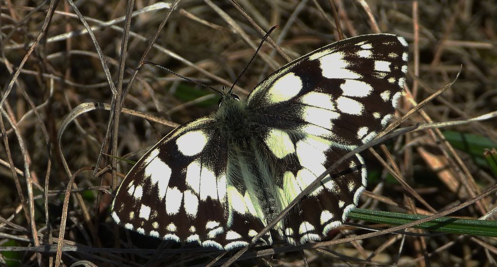 Polowiec szachownica, szachownica galatea (Melanargia galathea syn. Agapetes galathea)