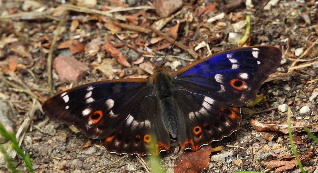 Mieniak strużnik (Apatura ilia)
