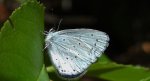 Modraszek wieszczek (Celastrina argiolus)