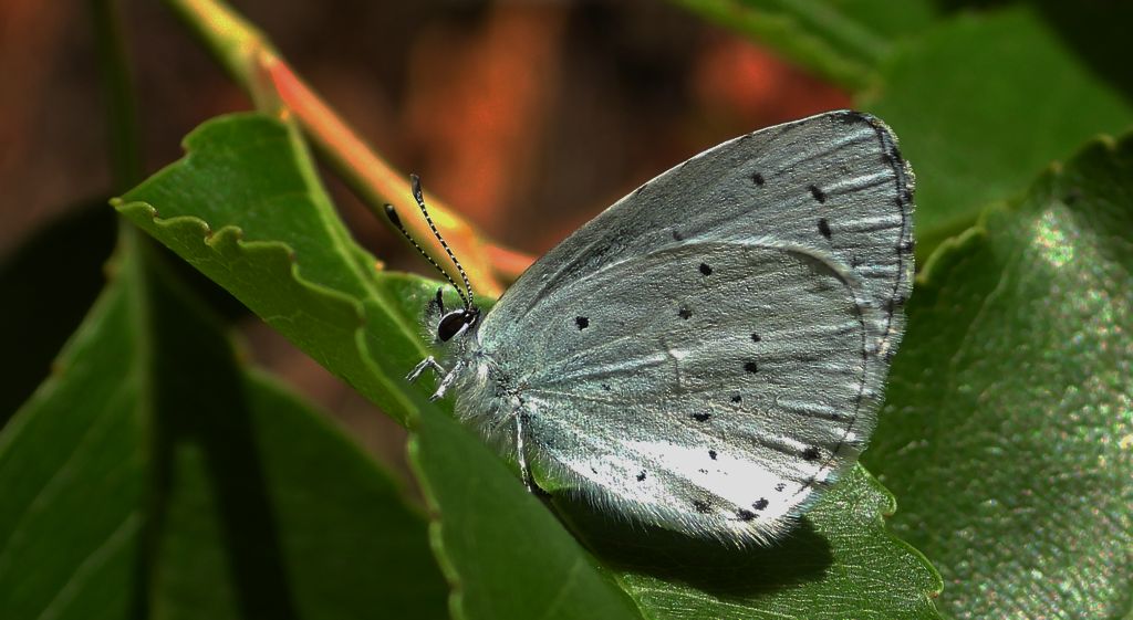 Modraszek wieszczek (Celastrina argiolus)