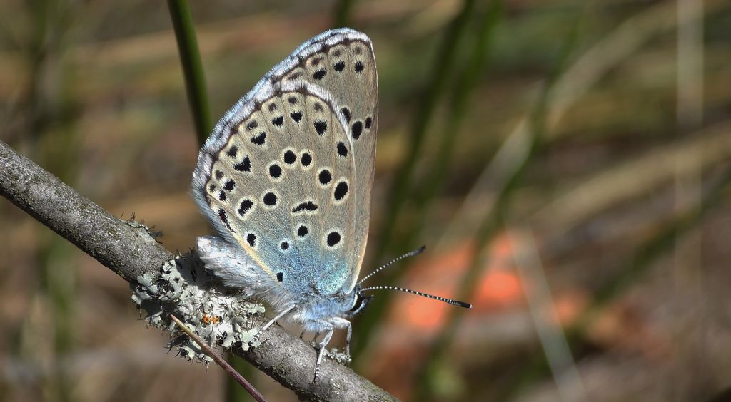 Modraszek arion (Phengaris arion)