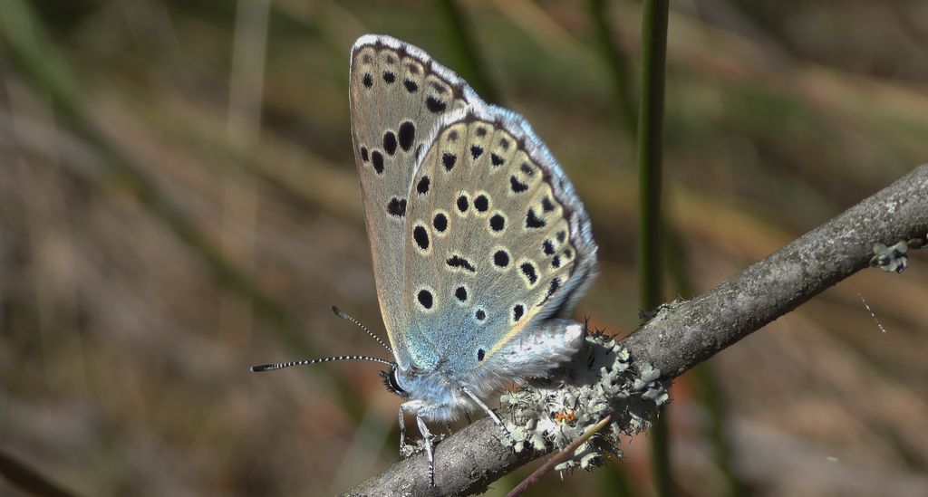 Modraszek arion (Phengaris arion)