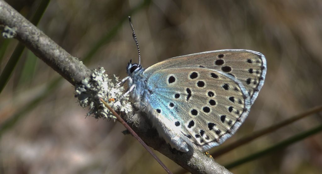 Modraszek arion (Phengaris arion)