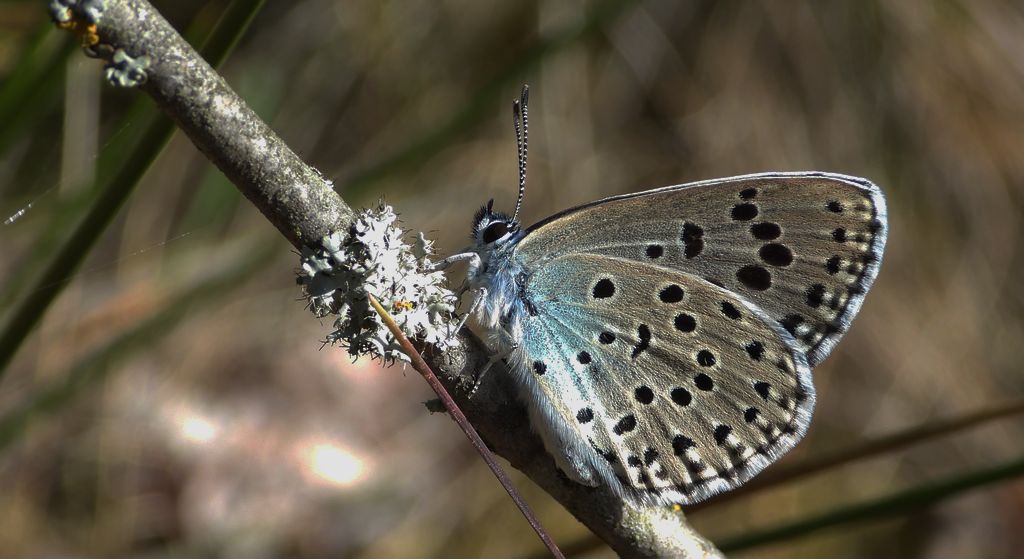 Modraszek arion (Phengaris arion)