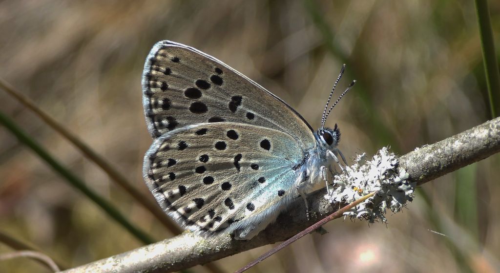 Modraszek arion (Phengaris arion)