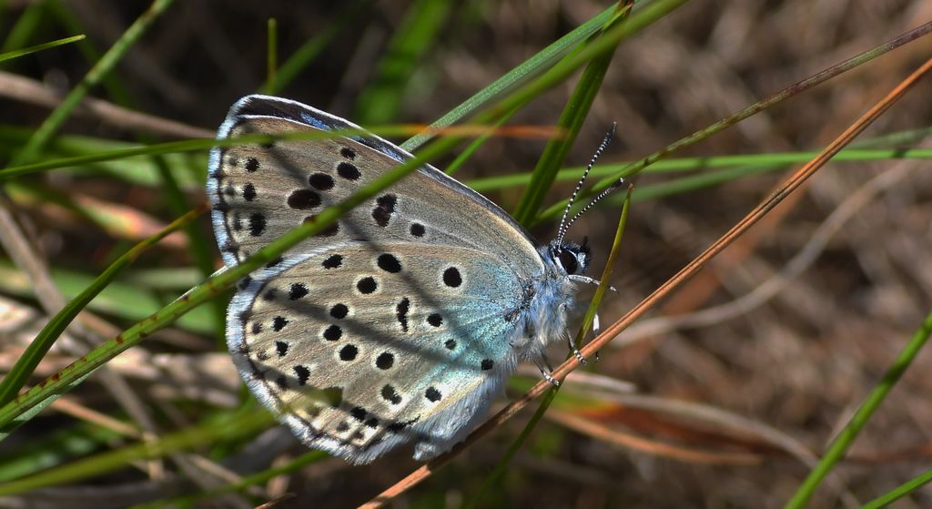 Modraszek arion (Phengaris arion)