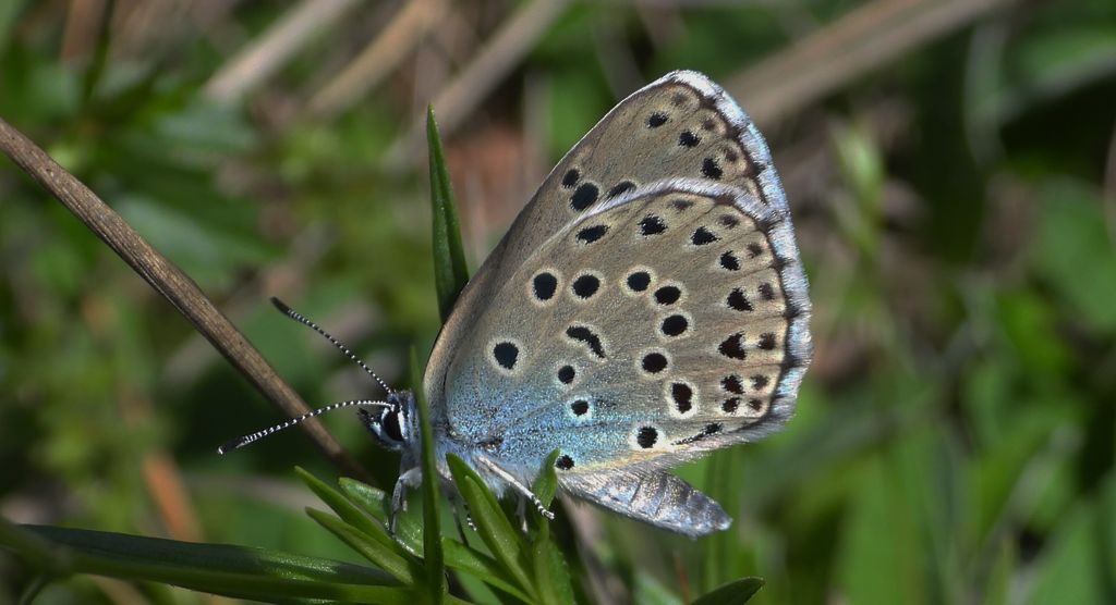 Modraszek arion (Phengaris arion)