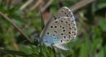 Modraszek arion (Phengaris arion)