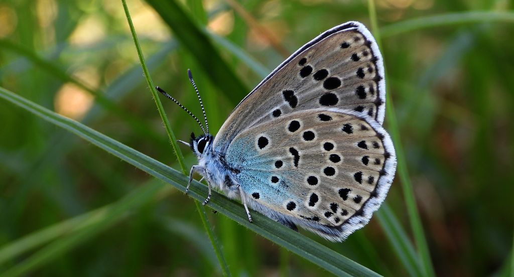 Modraszek arion (Phengaris arion)