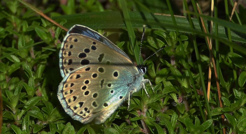 Modraszek arion (Phengaris arion)