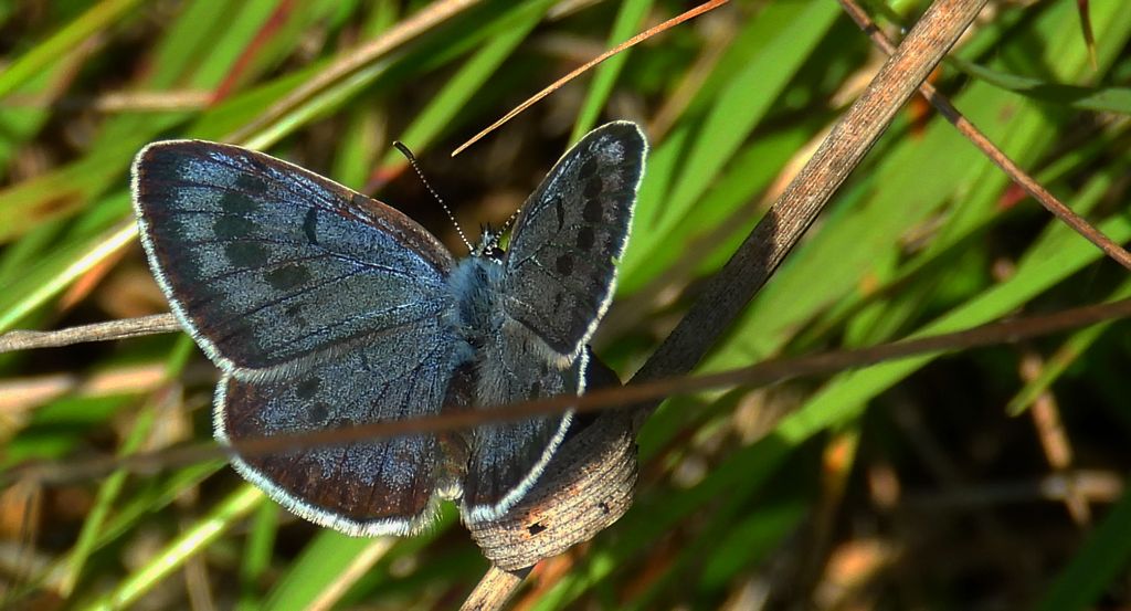 Modraszek arion (Phengaris arion)